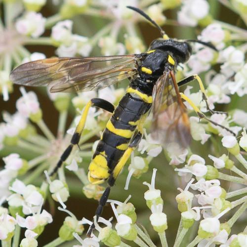 Tenthredo (marginella-thompsoni)