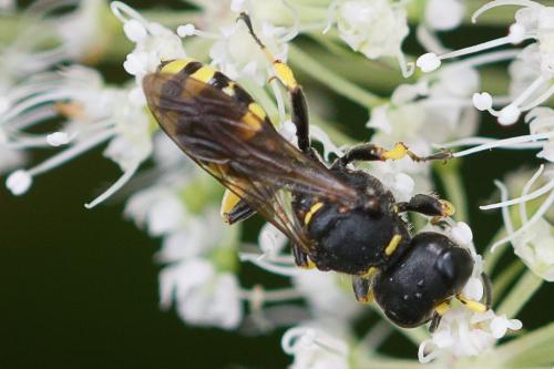 Réf. 212 579 : Ectemnius sp.