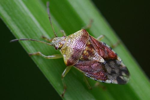 Réf. 212 645 : Elasmucha grisea