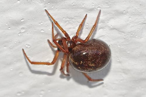Steatoda sp.