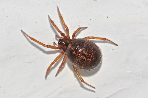 Steatoda sp.