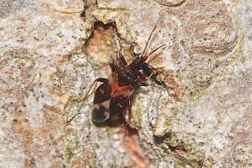 Anthocoris sp.