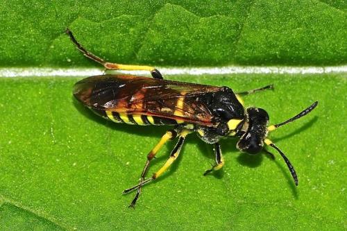 Tenthredo sp.