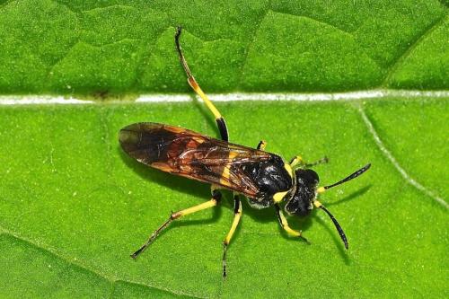 Tenthredo sp.