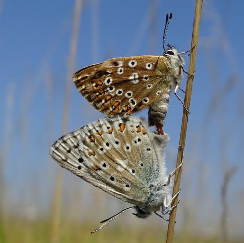 Réf. 212 974 : Polyommatus coridon