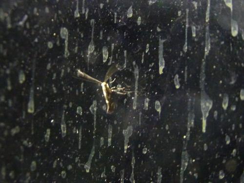 Calybites phasianipennella