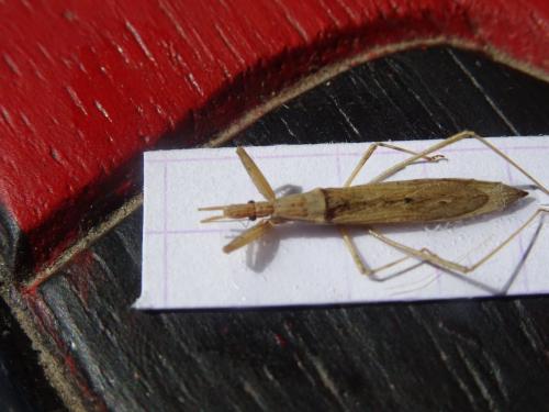 Sastrapada baerensprungi