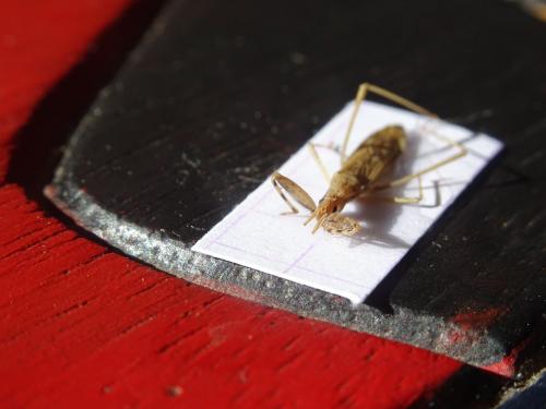 Sastrapada baerensprungi