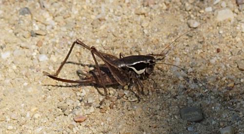 Réf. 212 957 : Pholidoptera femorata