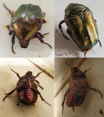 Réf. 212 512 : Potosia cuprea