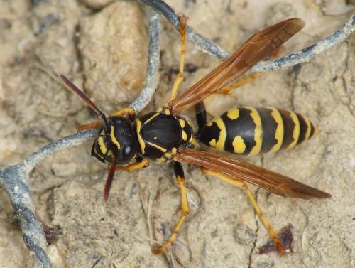 Réf. 212 744 : Polistes nimpha