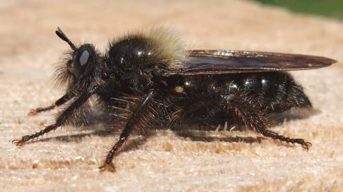 Laphria sp.