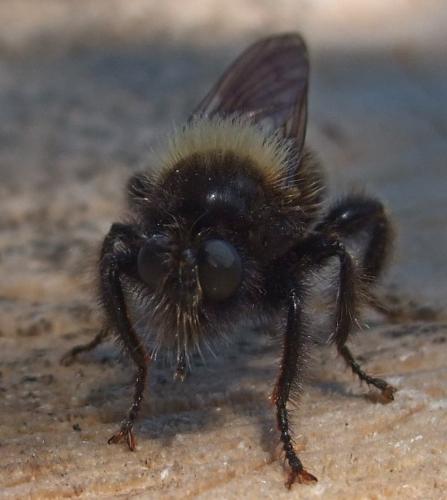 Laphria sp.