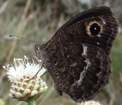 Réf. 212 149 : Satyrus actaea
