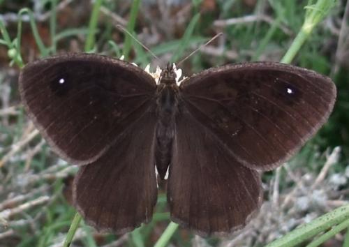 Réf. 212 150 : Satyrus actaea