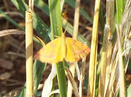 Réf. 212 291 : Lythria purpuraria