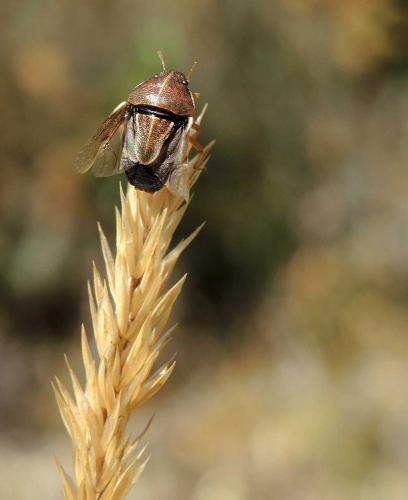 Neottiglossa flavomarginata