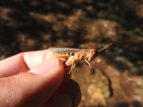 Réf. 212 576 : Chorthippus vagans vagans