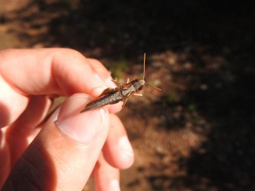 Réf. 212 684 : Chorthippus vagans vagans