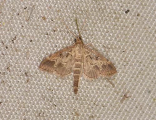 Réf. 212 896 : Duponchelia fovealis