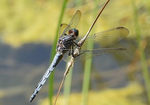 Réf. 212 747 : Orthetrum coerulescens