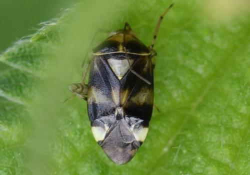 Liocoris tripustulatus
