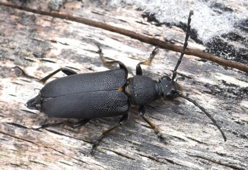 Réf. 212 850 : Stictoleptura scutellata