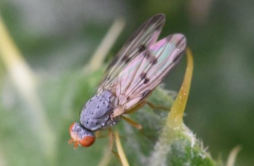Toxoneura modesta