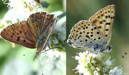 Lycaena tityrus