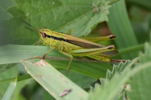 Réf. 212 993 : Mecostethus parapleurus parapleurus