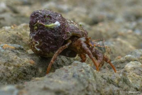 Pagurus cuanensis