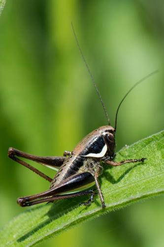 Réf. 212 832 : Eupholidoptera chabrieri chabrieri