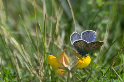 Plebejus argus