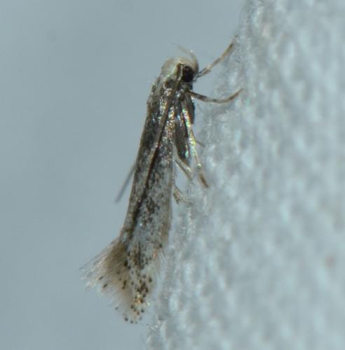 Elachistinae