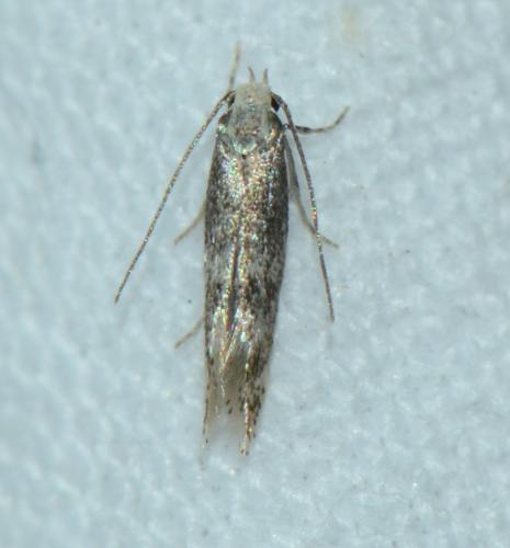 Elachistinae