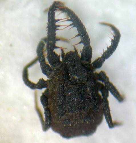 Caeculus echinipes