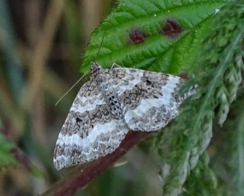 Epirrhoe Alternata Papillon De Nuit Gris Le Monde Des Insectes Epirrhoe Alternata Papillon De Nuit Gris Le Monde Des Insectes