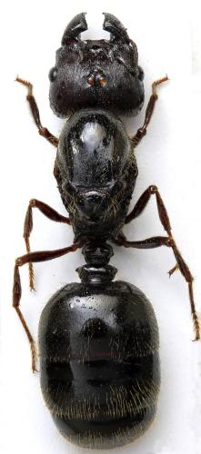 Carebara (diversa)