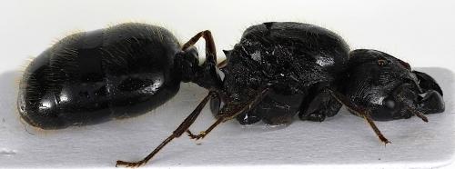Carebara (diversa)