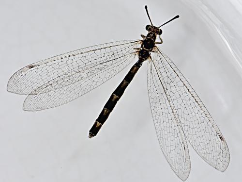 Réf. 212 250 : Myrmeleon inconspicuus