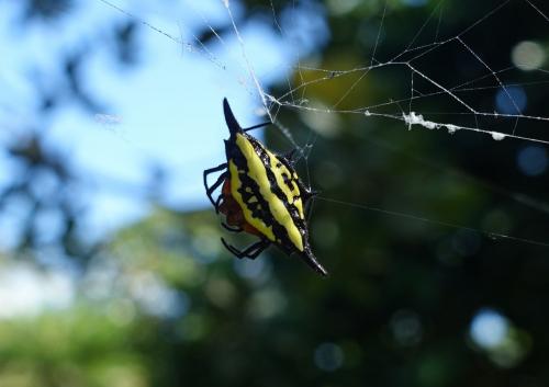 Gasteracantha rhomboidea