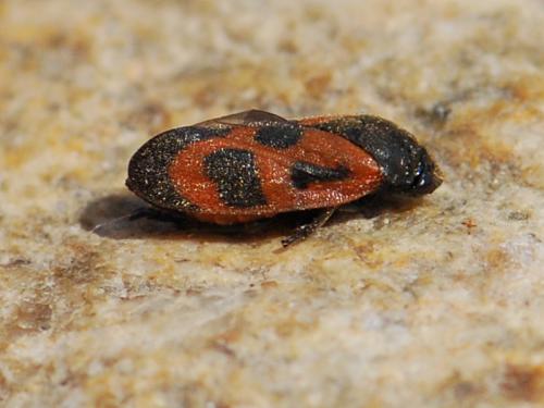 Réf. 212 379 : Haematoloma dorsata