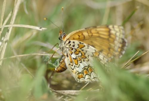 Réf. 212 476 : Melitaea phoebe