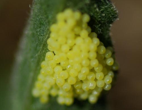 Réf. 212 477 : Melitaea phoebe