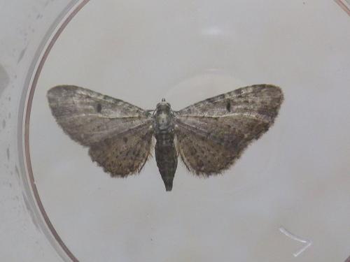Réf. 212 881 : Eupithecia virgaureata