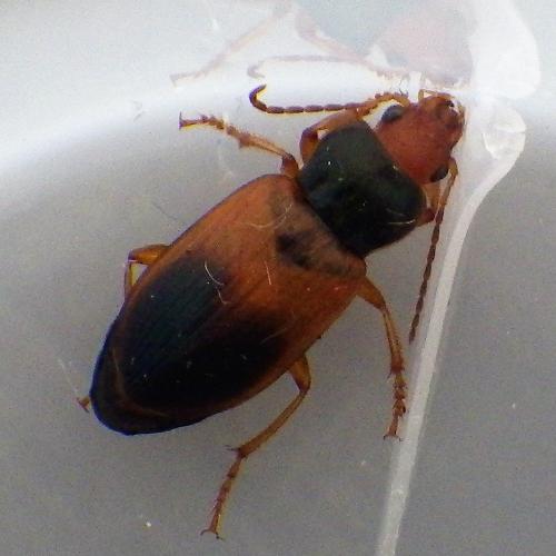 Diachromus germanus