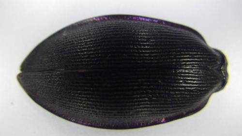 Réf. 212 522 : Carabus violaceus purpurascens