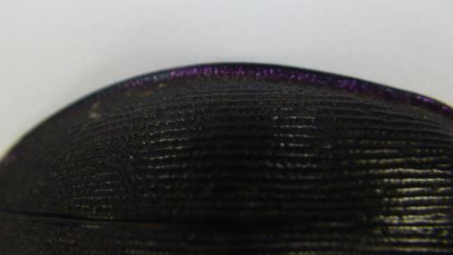 Carabus violaceus purpurascens