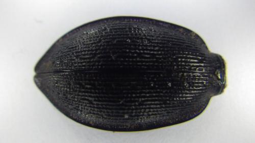 Réf. 212 524 : Carabus problematicus