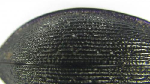 Réf. 212 525 : Carabus problematicus